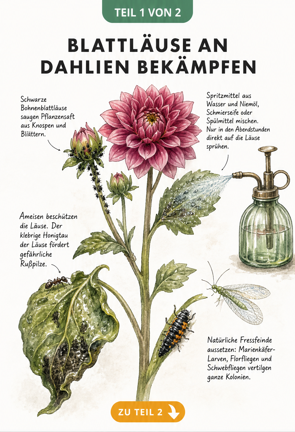 Botanische Illustration einer Dahlie mit Blattlausbefall und natürlichen Gegenmaßnahmen wie Sprühnebel und Nützlingen