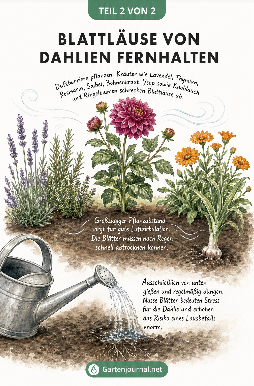 Querschnitt eines Gartenbeets mit einer gesunden Dahlie, umgeben von schützenden Begleitpflanzen wie Lavendel und Ringelblumen