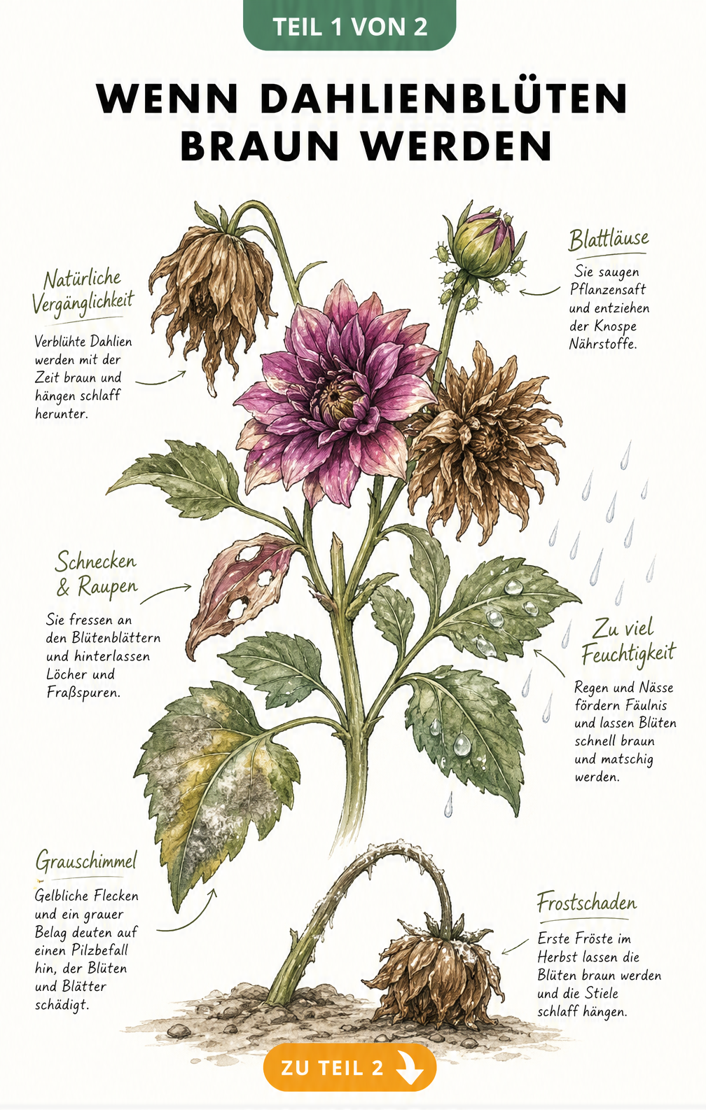 Botanische Illustration einer Dahlie, die Ursachen für braune Blüten wie Schädlinge, Grauschimmel, Frost und Nässe zeigt.