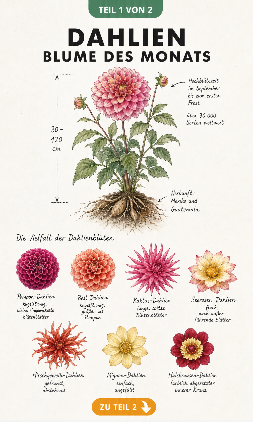 Botanische Illustration einer Dahlie mit Wuchshöhe und Herkunft sowie sieben verschiedenen Blütenformen wie Pompon- und Kaktus-Dahlien