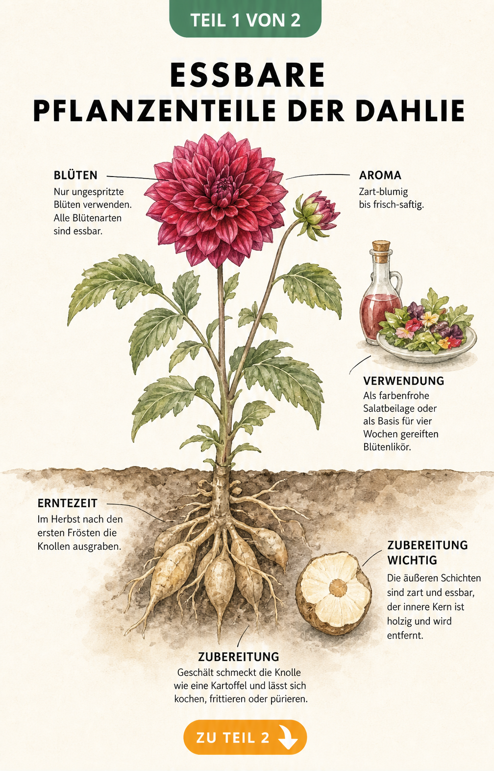 Botanische Illustration einer Dahlienpflanze mit Blüte und Wurzelwerk, die essbare Pflanzenteile zeigt