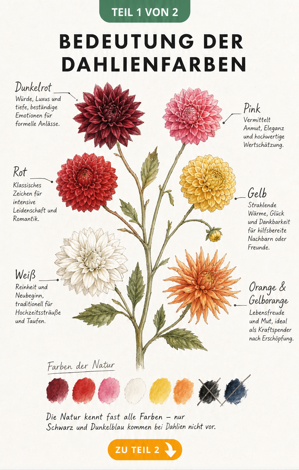 Aquarell-Illustration von Dahlien in verschiedenen Farben mit Erklärungen zu ihrer Bedeutung