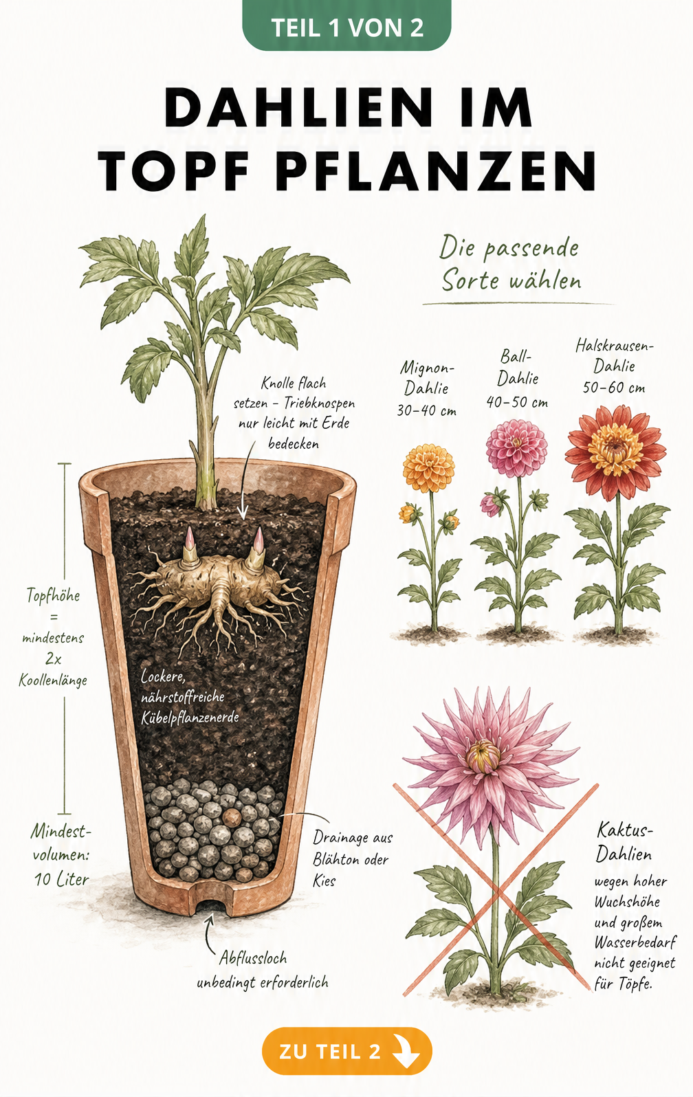 Illustration eines Terrakotta-Topfes im Querschnitt mit Dahlienknolle, Drainageschicht und Maßangaben für verschiedene Dahliensorten