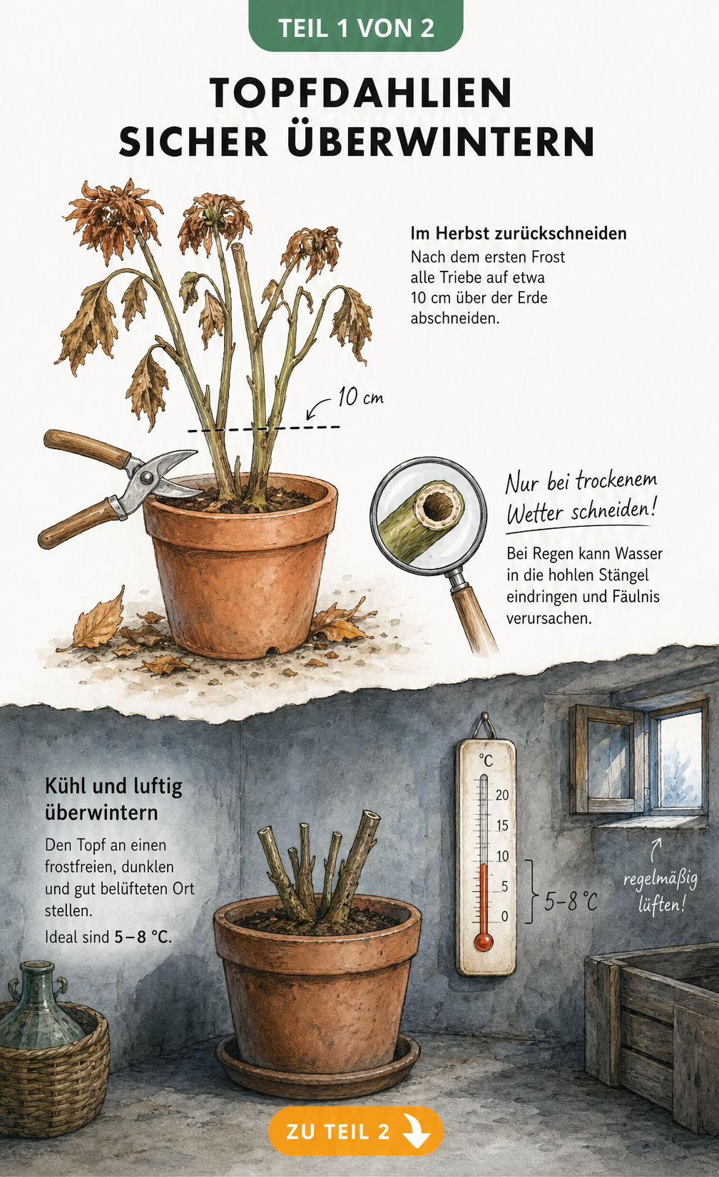 Illustration einer Dahlie im Topf, die für die Überwinterung auf 10 Zentimeter zurückgeschnitten wird, und einem kühlen Kellerraum mit Thermometer zwischen 5...
