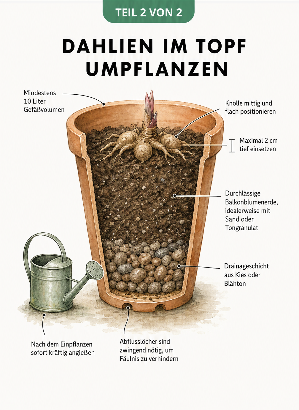 Querschnitt durch einen Terrakotta-Topf mit einer Dahlienknolle, der die verschiedenen Erdschichten und die Drainage zeigt