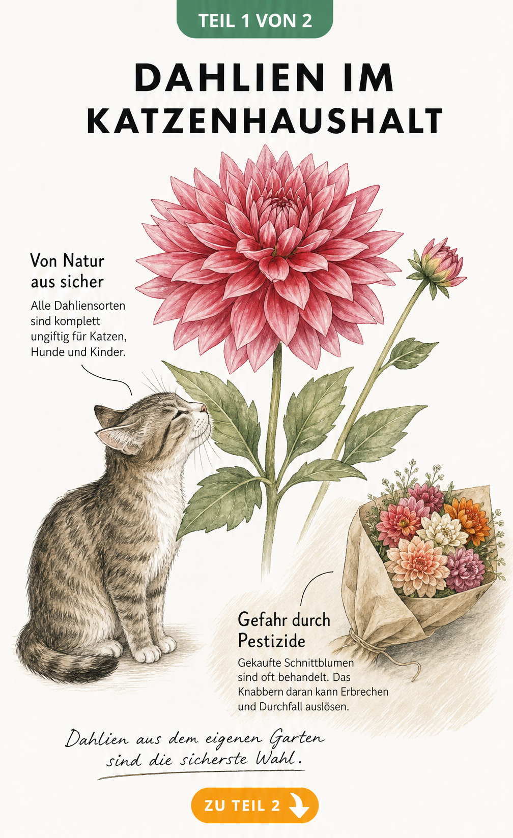Botanische Illustration einer Dahlie mit einer Katze, die an den Blättern schnuppert, und dem Hinweis, dass Dahlien ungiftig sind.