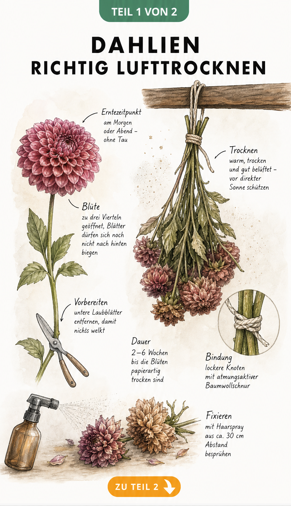 Botanische Illustration einer Pompon-Dahlie mit Anleitung zum Lufttrocknen und einem kopfüber hängenden Dahlienstrauß