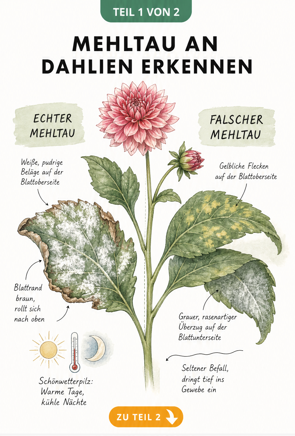 Illustration eines Dahlienblattes mit weißem Belag durch Echten Mehltau und grauem Belag durch Falschen Mehltau