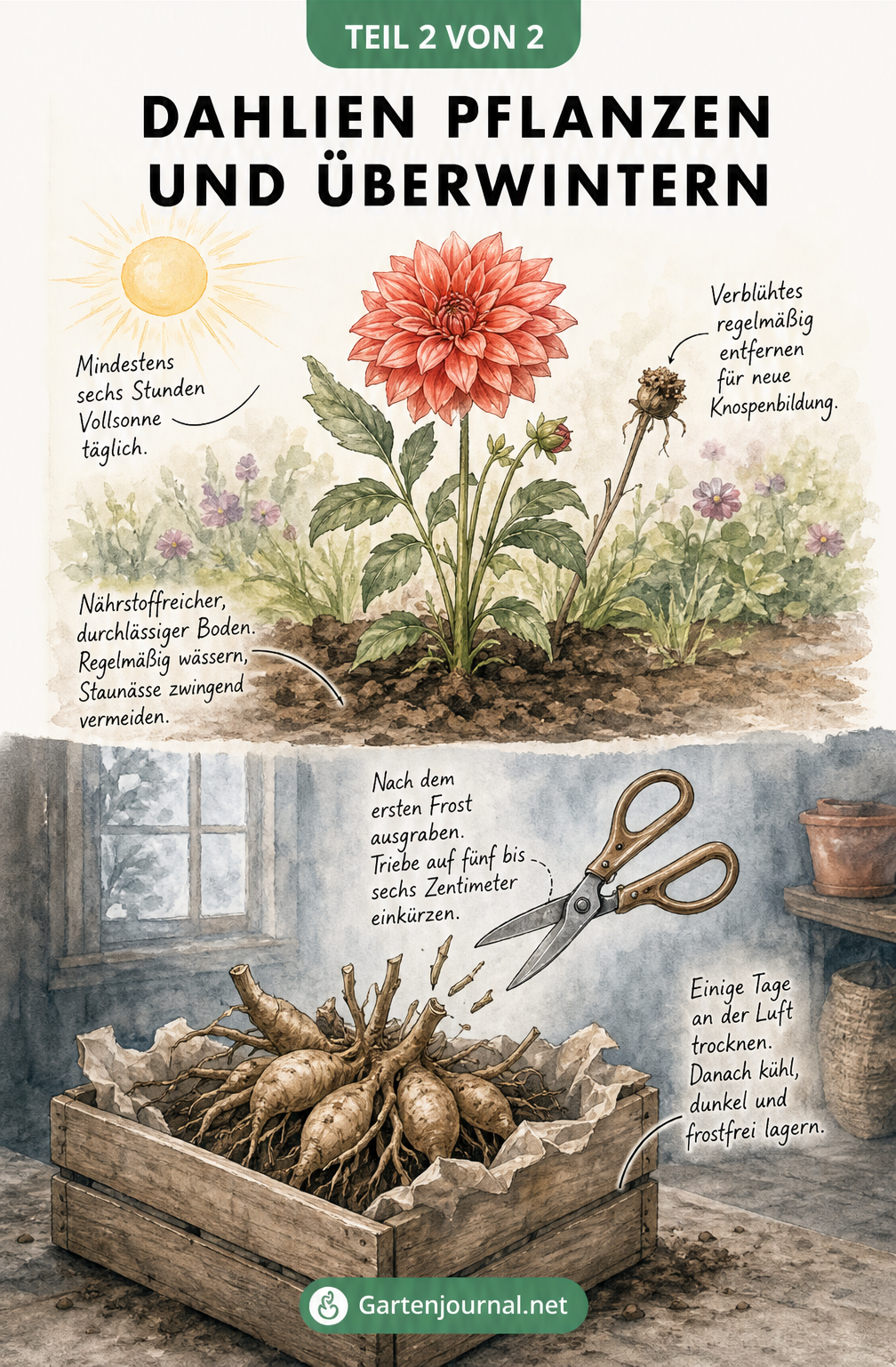 Aquarell-Illustration einer blühenden Dahlie im Sommerbeet und einer ausgegrabenen Knolle in einer Holzkiste zur Überwinterung