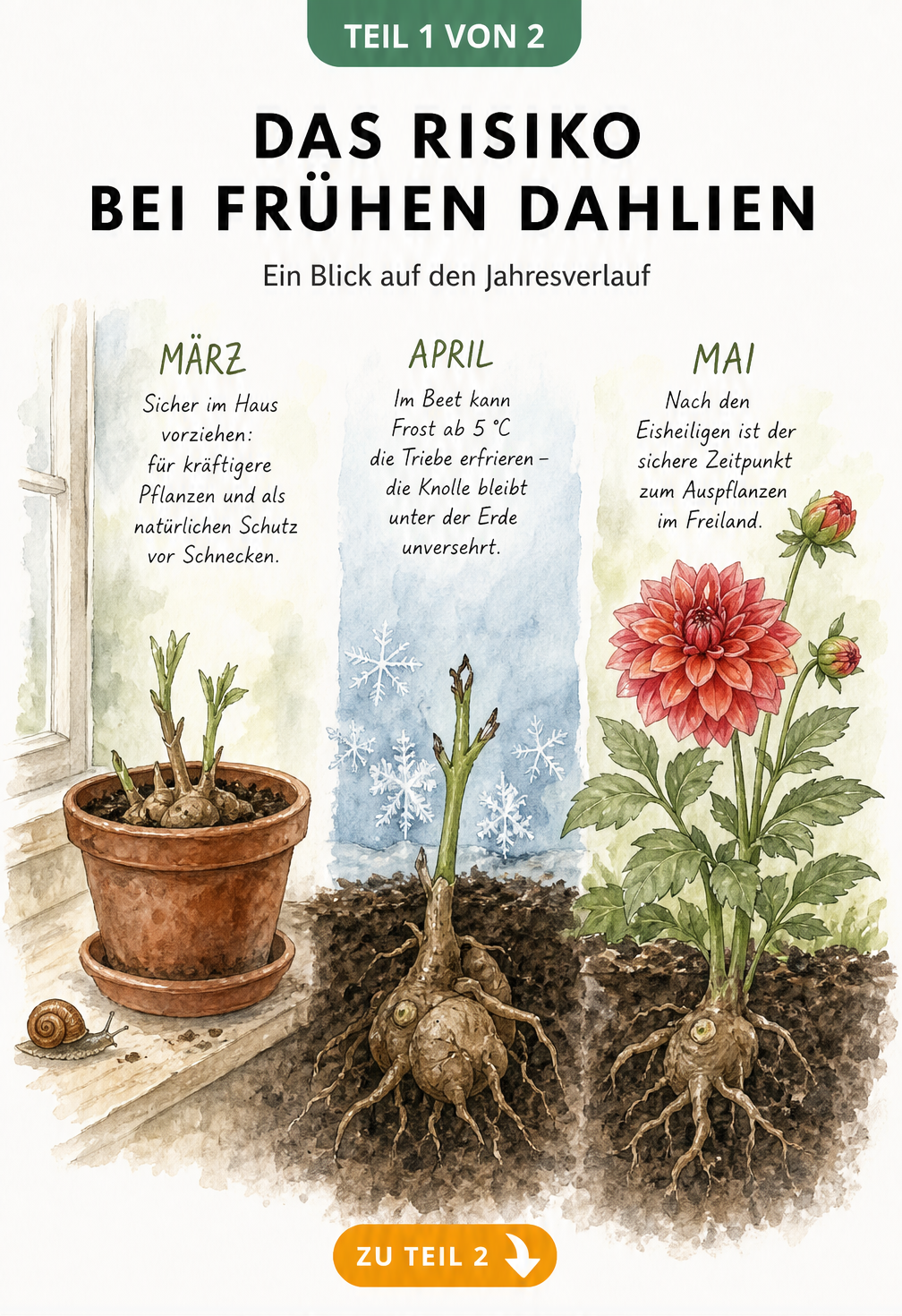 Botanische Querschnitt-Illustration eines Gartenbeets von März bis Mai, die zeigt, wie Dahlienknollen im Haus vorgezogen werden, im April bei Frost gefährdet...
