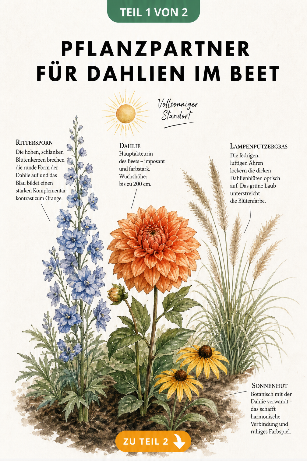 Botanische Illustration eines Gartenbeets mit einer orangefarbenen Dahlie, blauem Rittersporn, Lampenputzergras und gelbem Sonnenhut.