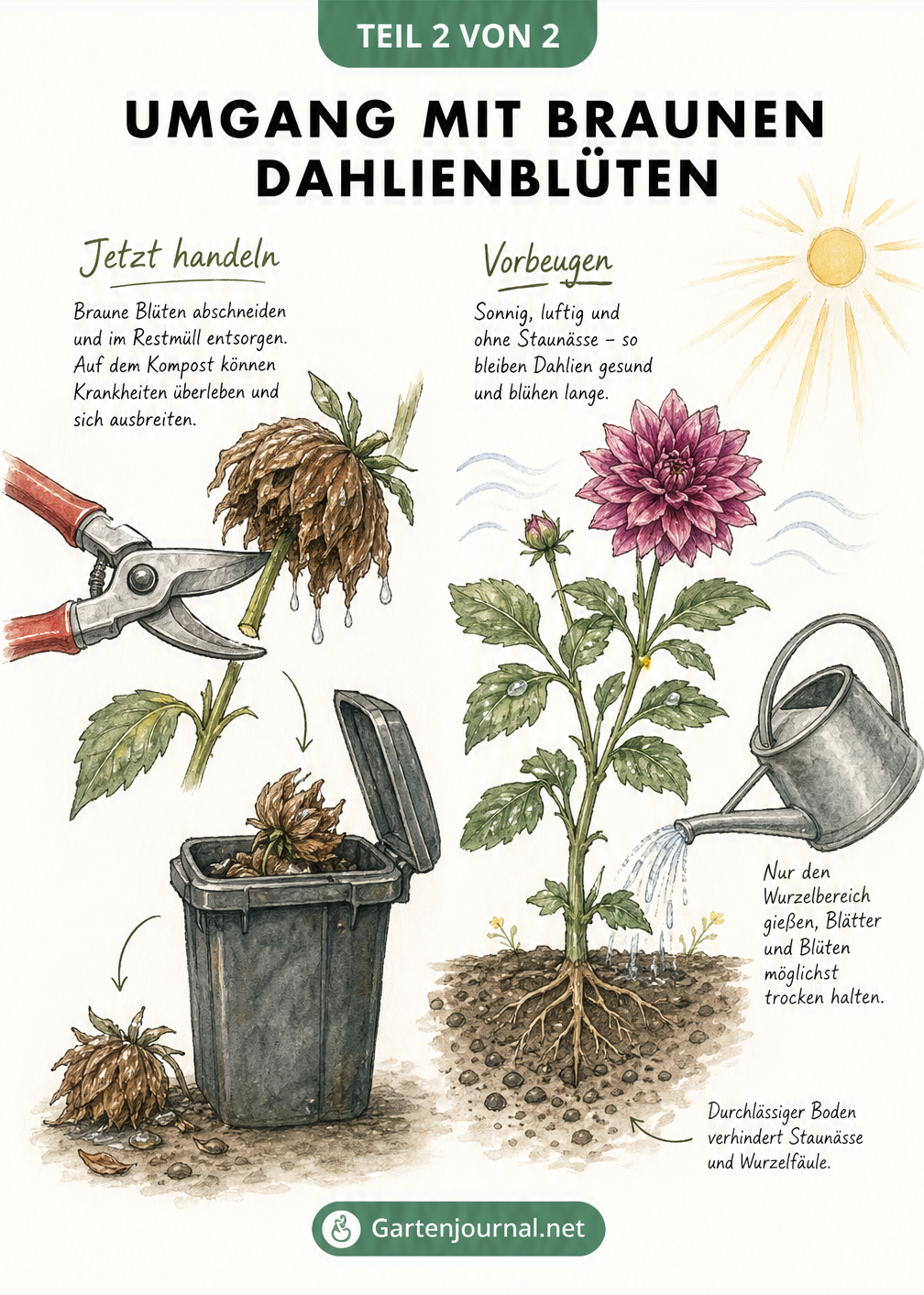 Skizze zur Pflege von Dahlien: Abschneiden brauner Blüten, Entsorgung im Restmüll und richtiges Gießen am Wurzelbereich.