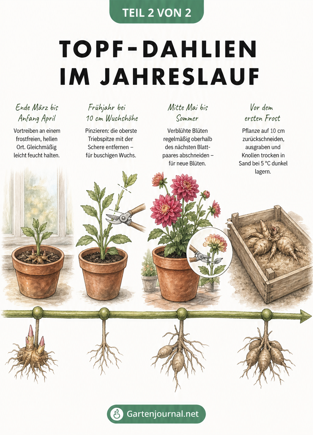Zeitstrahl mit Illustrationen zur Pflege von Topf-Dahlien vom Vorziehen im Frühjahr bis zur Überwinterung