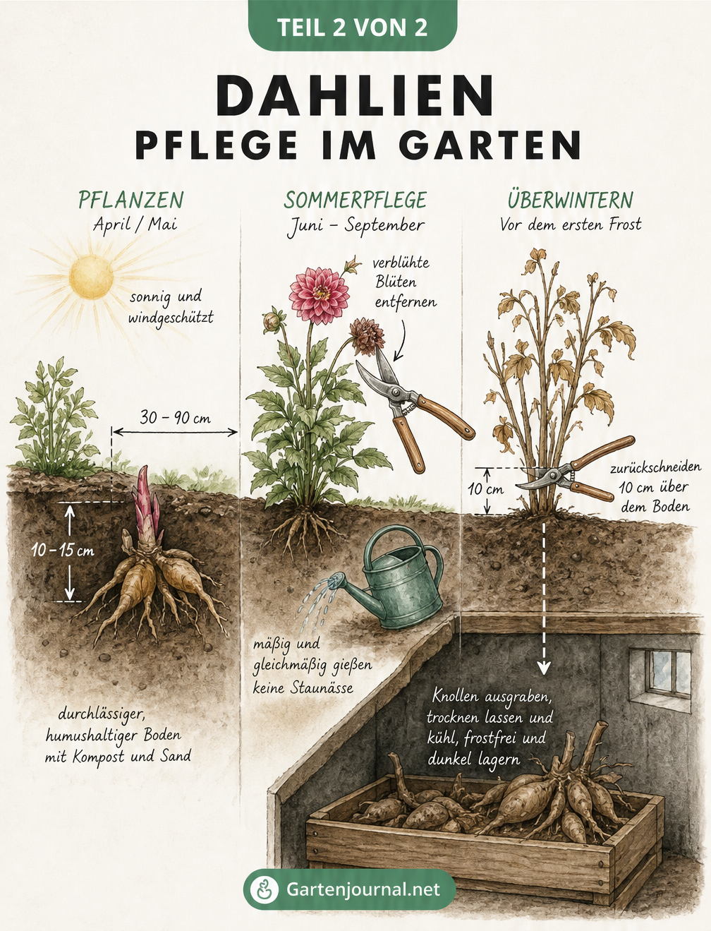 Schnittzeichnung zur Pflege von Dahlien im Garten: Pflanztiefe, Bewässerung, Rückschnitt und Überwinterung der Knollen