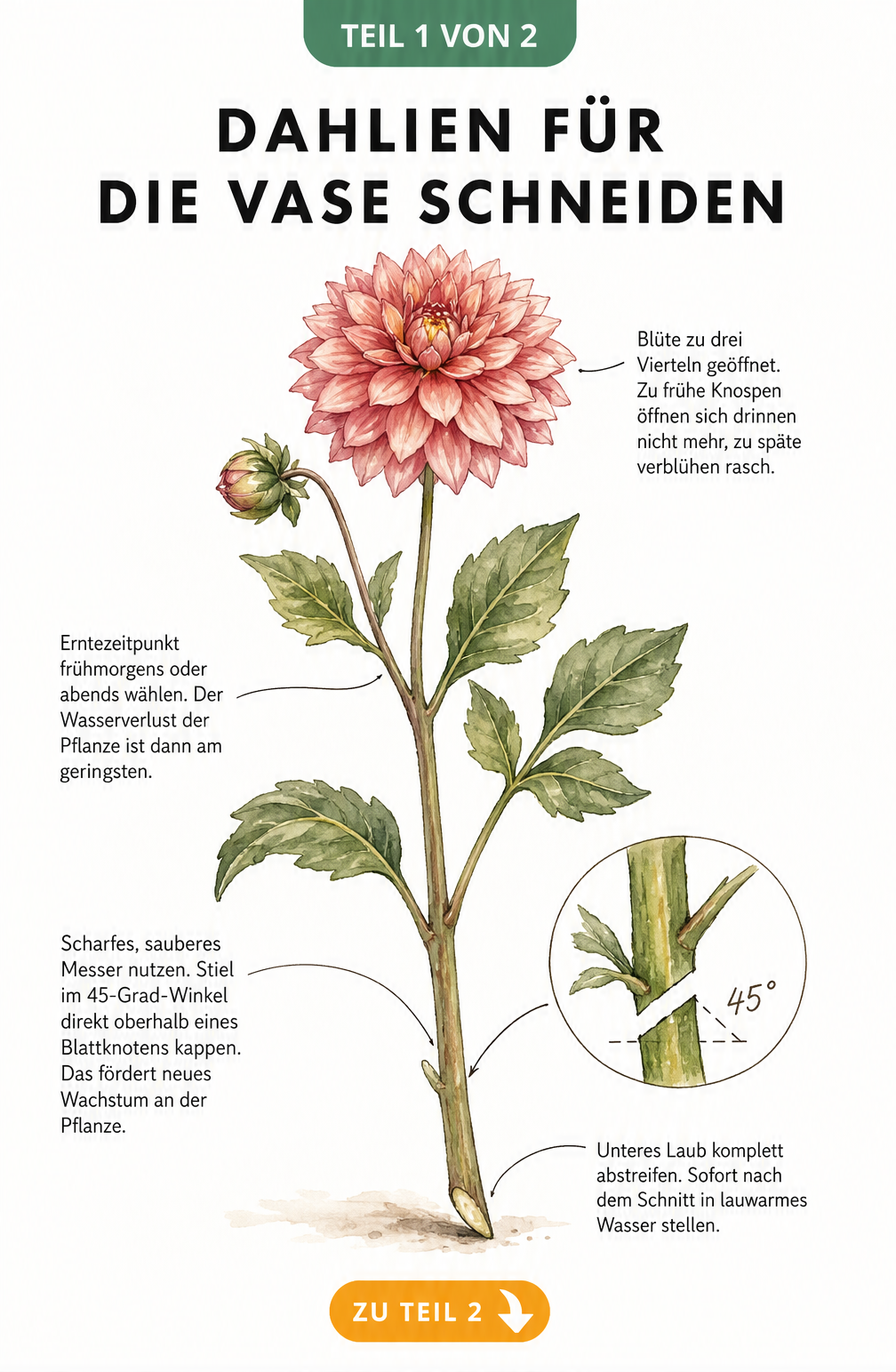 Illustration eines Dahlienstiels mit Tipps zum richtigen Erntezeitpunkt und Schnitt für die Vase