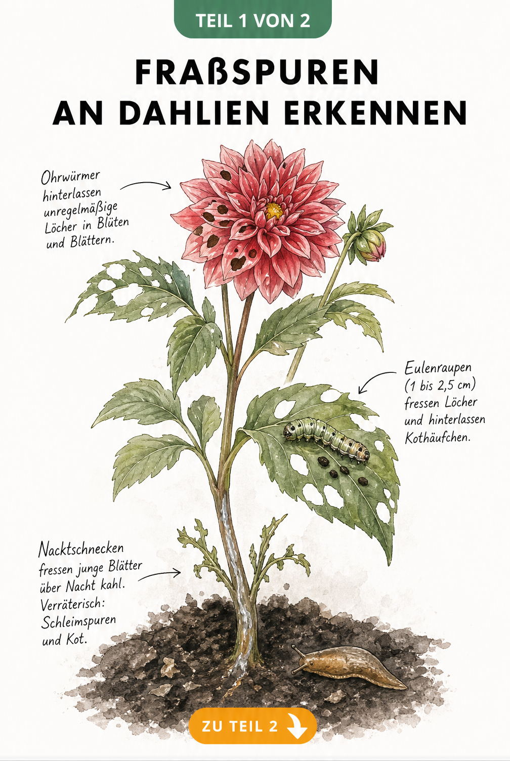 Illustration einer Dahlie mit Fraßspuren von Ohrwürmern, Eulenraupen und Nacktschnecken an Blüten, Blättern und Stiel.