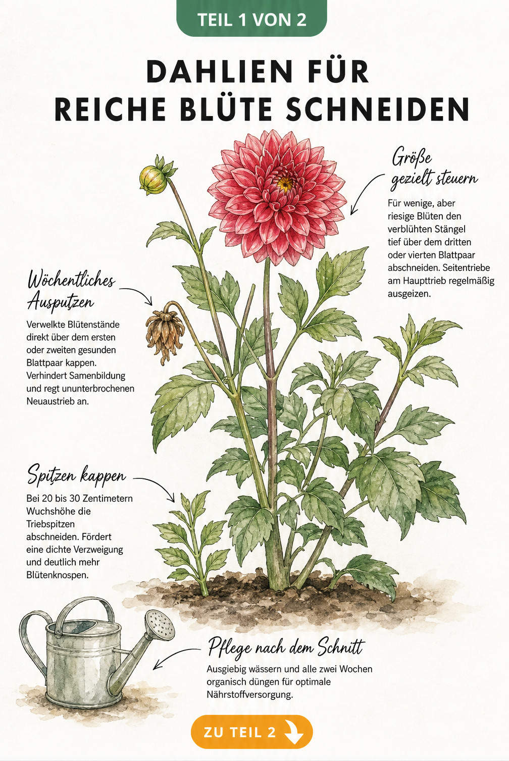 Botanische Illustration einer Dahlie im Beet mit Anleitungen zum Kappen der Triebspitzen, Ausputzen verwelkter Blüten und Steuern der Blütengröße.