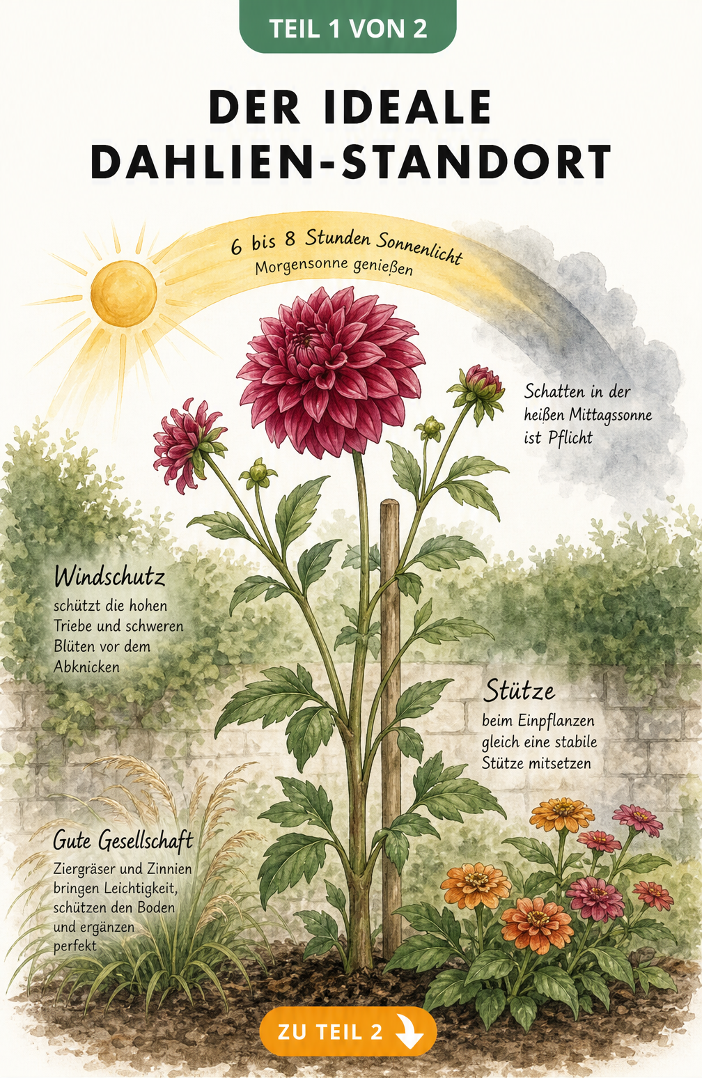 Illustration einer blühenden Dahlie mit Sonnenbogen, der 6 bis 8 Stunden Licht und Mittagsschatten anzeigt, sowie Windschutz und Stütze.