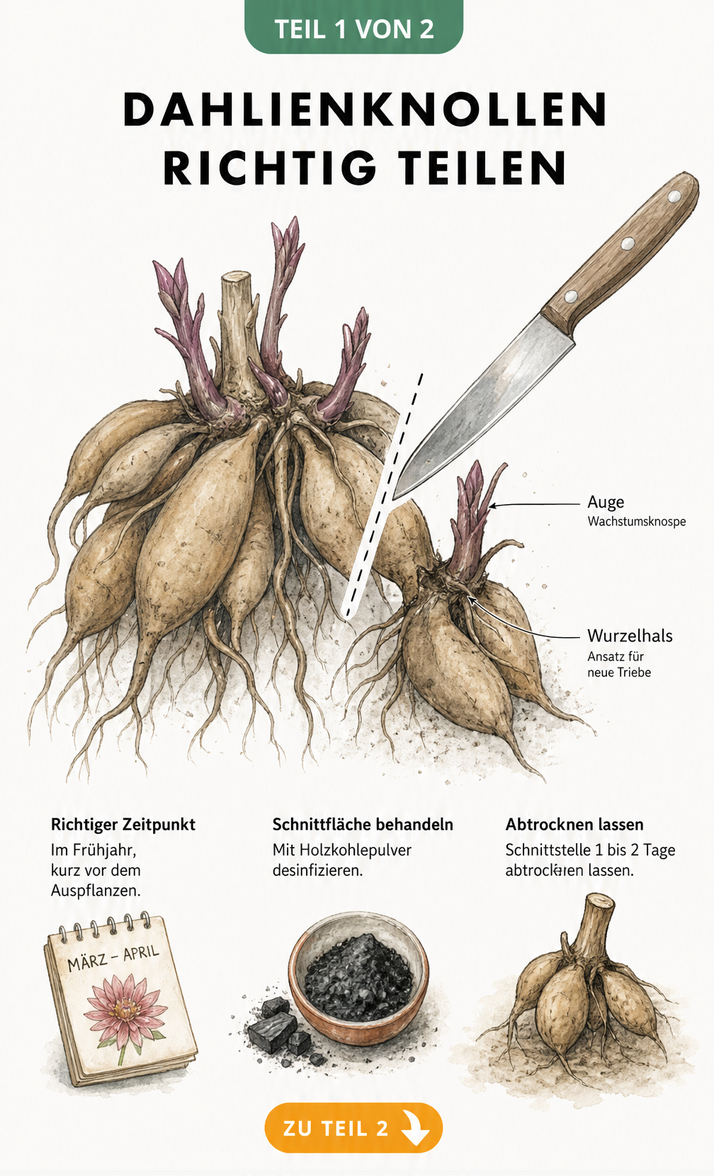 Illustration eines Dahlien-Stecklings in einer Pflanzkiste mit Erde, Sand und Kompost