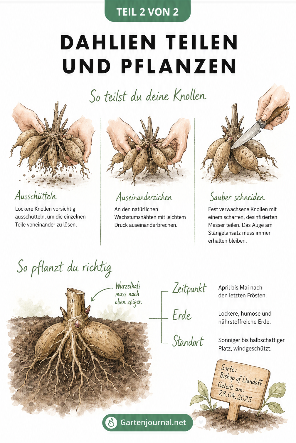 Zeichnung verschiedener Trennmethoden für Dahlienknollen und Querschnitt des Gartenbodens mit einer frisch gepflanzten Knolle