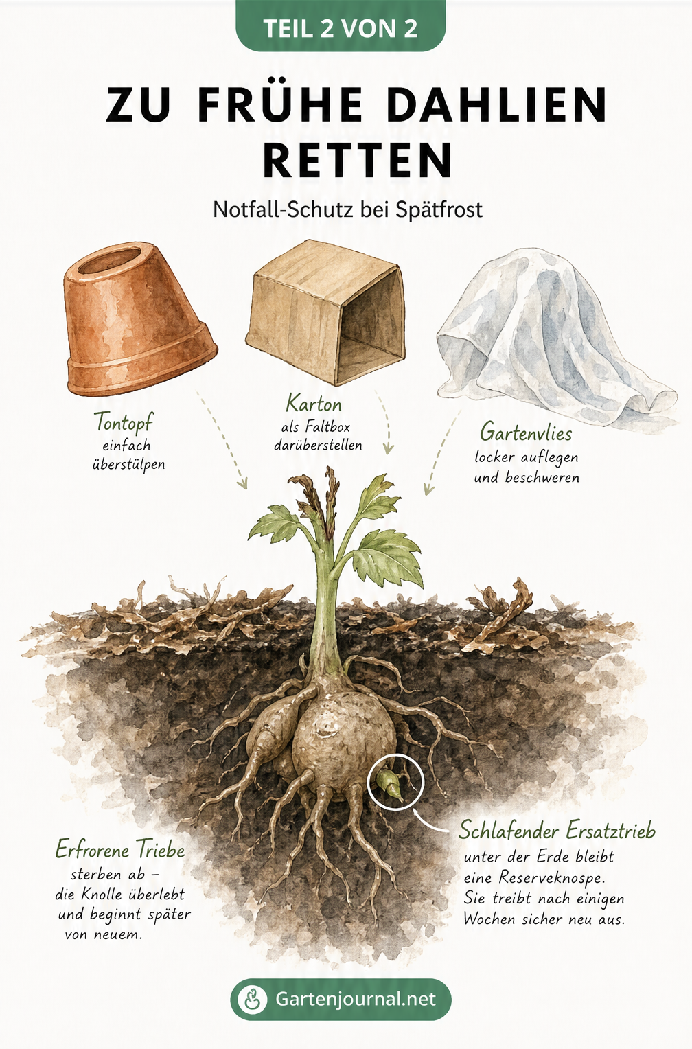 Illustration einer Dahlienpflanze im Beet mit erfrorenem Trieb, über dem schützende Materialien wie Terrakottatopf, Karton und Gartenvlies schweben, während...