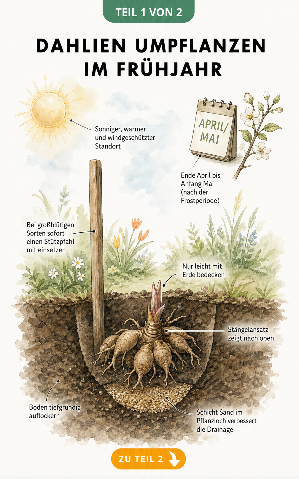 Querschnitt durch den Gartenboden mit einer frisch gepflanzten Dahlienknolle und Hinweisen zu Standort, Pflanztiefe und Zeitpunkt