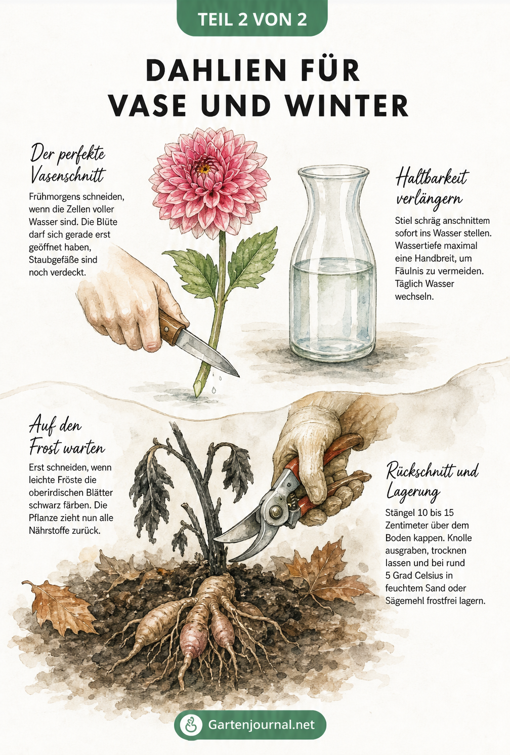 Illustration zum Dahlienschnitt für die Vase und zur Vorbereitung auf die Überwinterung nach dem ersten Frost.