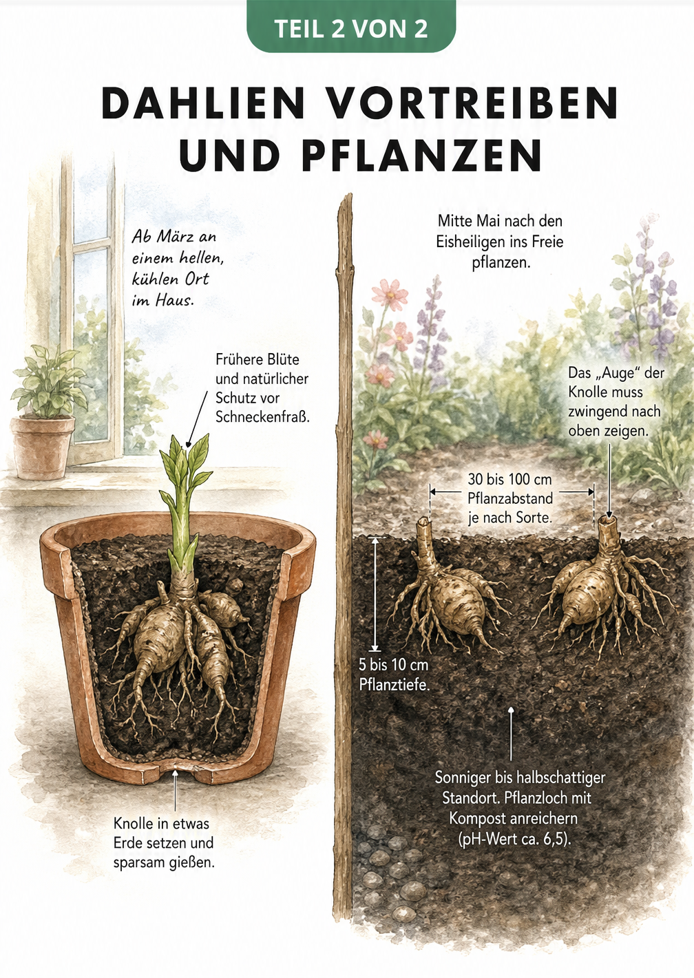 Querschnitt durch Topf und Beet: Dahlienknollen im Haus vortreiben und nach den Eisheiligen im Garten auspflanzen.