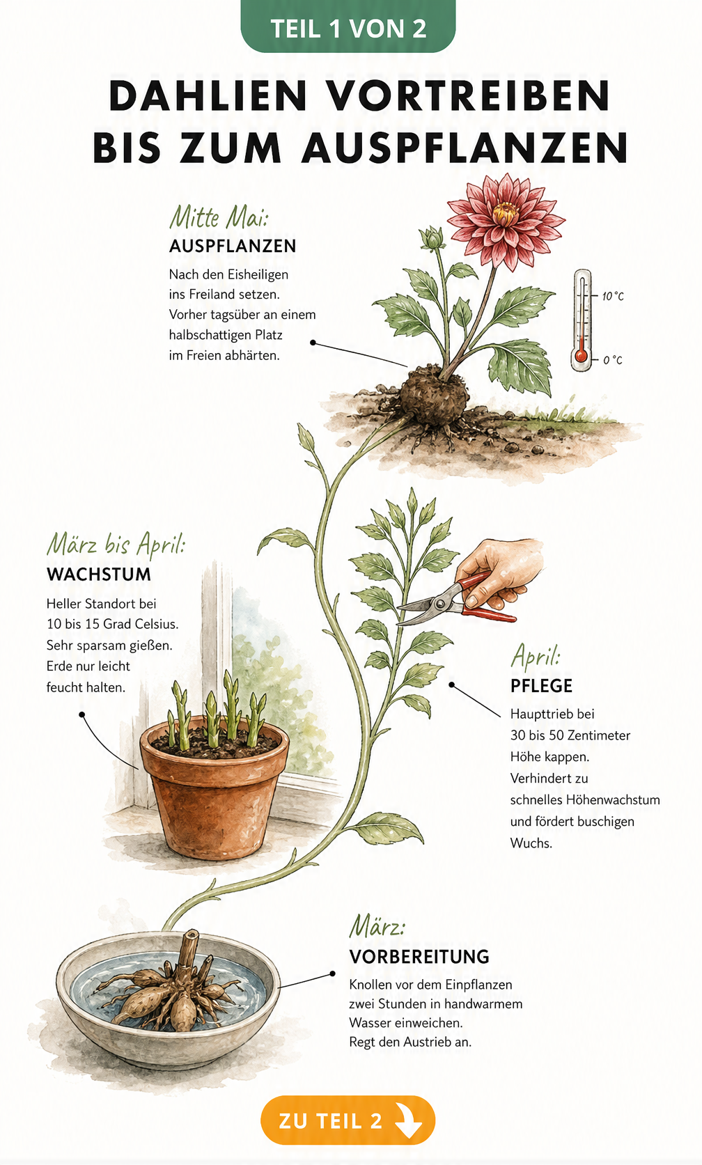 Zeitstrahl der Dahlienentwicklung von März bis Mai mit botanischen Aquarell-Skizzen