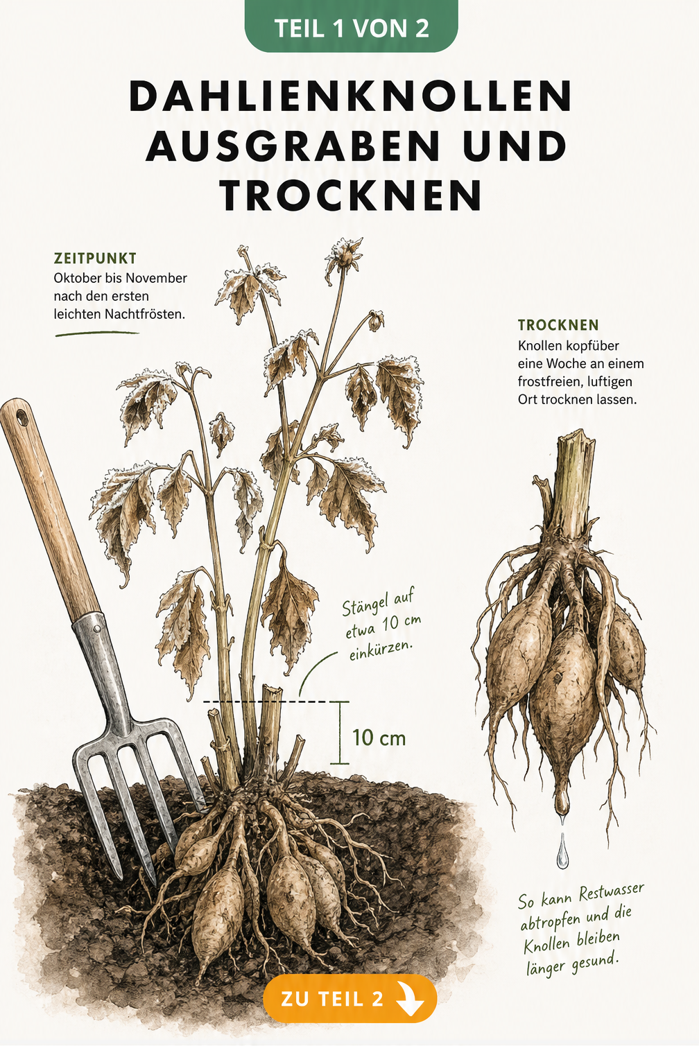 Botanische Illustration einer Dahlienpflanze im Herbstbeet mit Frostkristallen, Grabegabel und einer kopfüber hängenden Knolle zum Trocknen