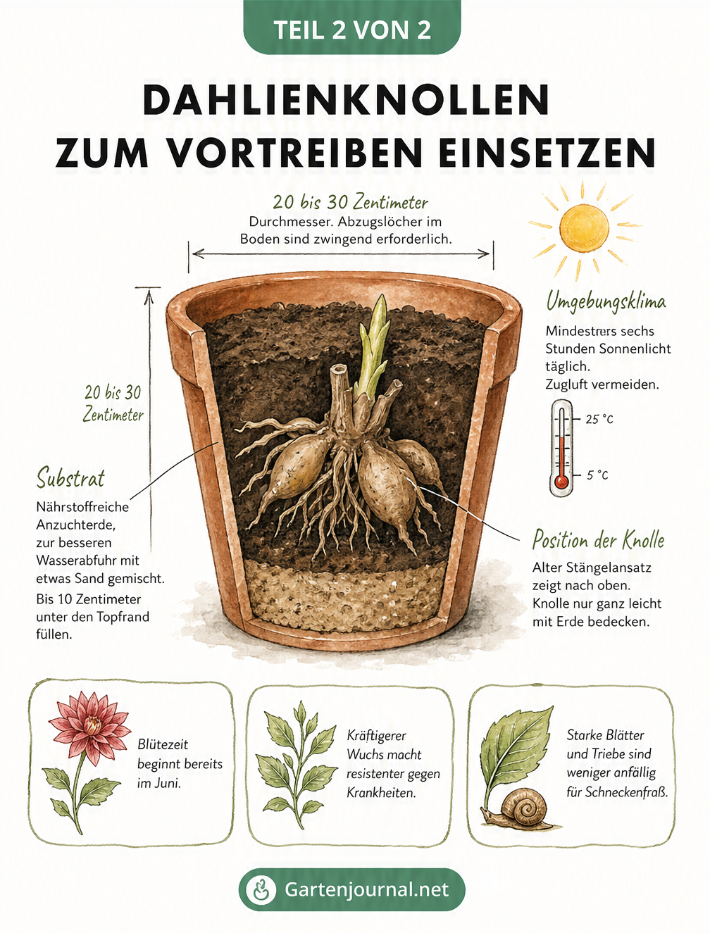 Querschnitt eines Tontopfs mit einer Dahlienknolle in Anzuchterde