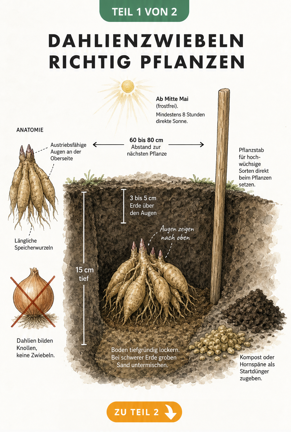 Querschnitt-Illustration einer Dahlienknolle im Gartenboden mit Pflanzhinweisen