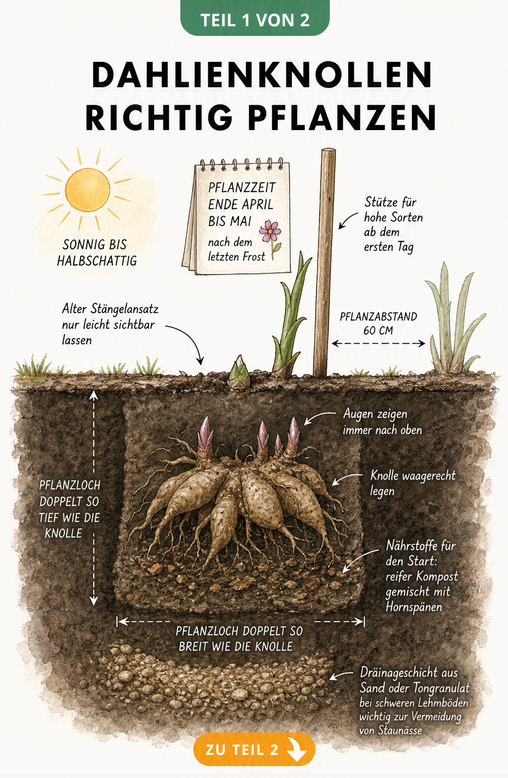 Querschnitt durch den Gartenboden zeigt eine Dahlienknolle beim Pflanzen mit Pflanzstab, Kompost und Drainageschicht