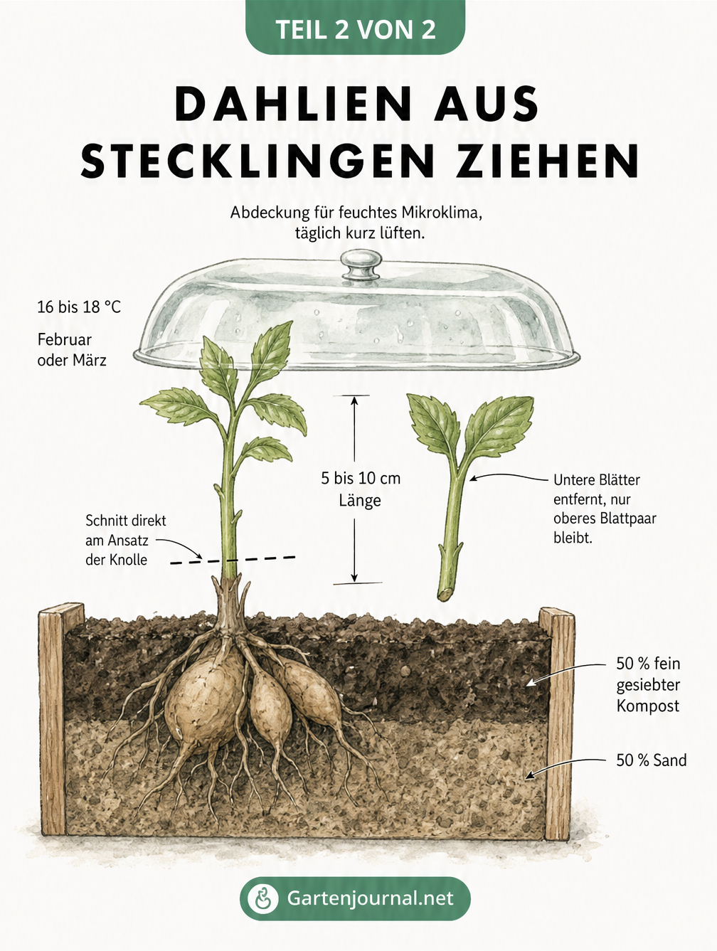 Botanische Illustration einer Dahlienknolle, die mit einem Messer geteilt wird