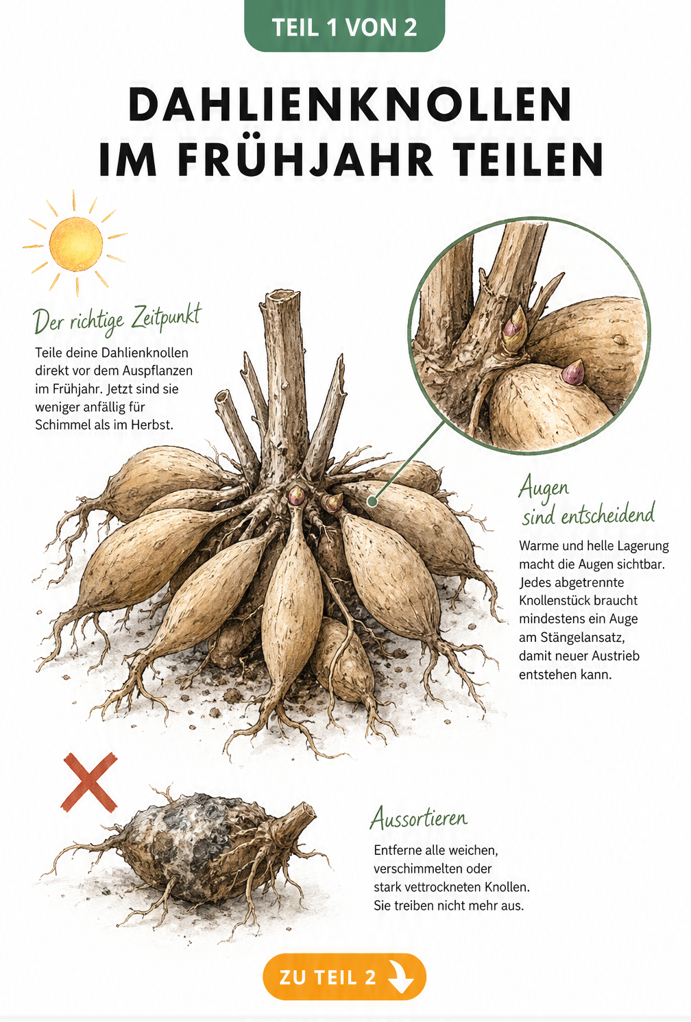 Illustration eines Dahlien-Knollenballens im Frühjahr mit sichtbaren Augen am Stängelansatz und einer aussortierten schimmeligen Knolle