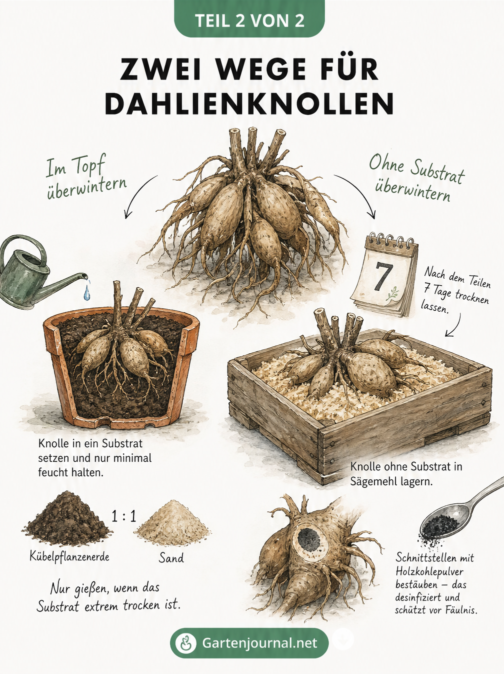 Gegenüberstellung zweier Überwinterungsmethoden für Dahlienknollen: links im Topf mit Erde-Sand-Gemisch, rechts in einer Holzkiste mit Sägemehl und...