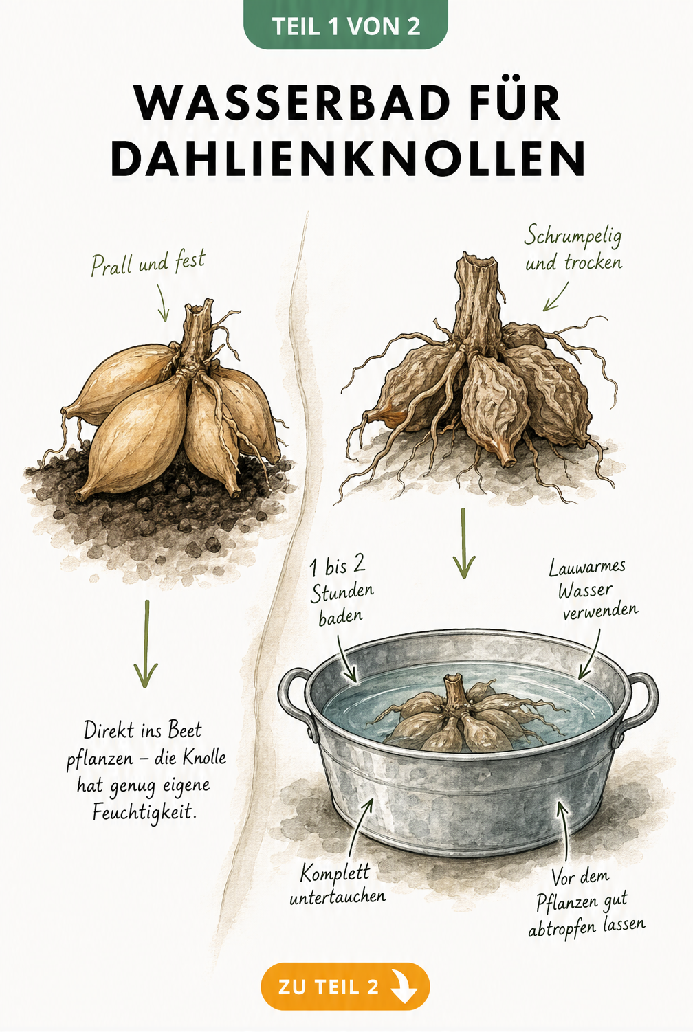 Illustration einer prallen und einer schrumpeligen Dahlienknolle im Wasserbad