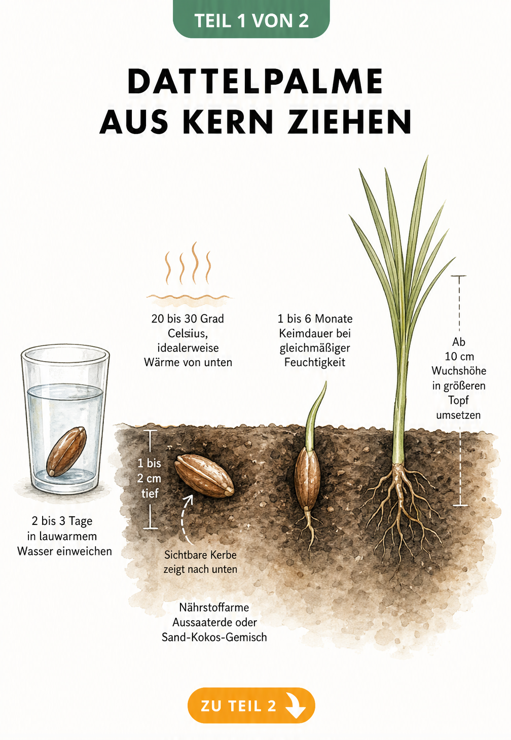 Illustration: Dattelkern in Erde einpflanzen und Keimling ziehen