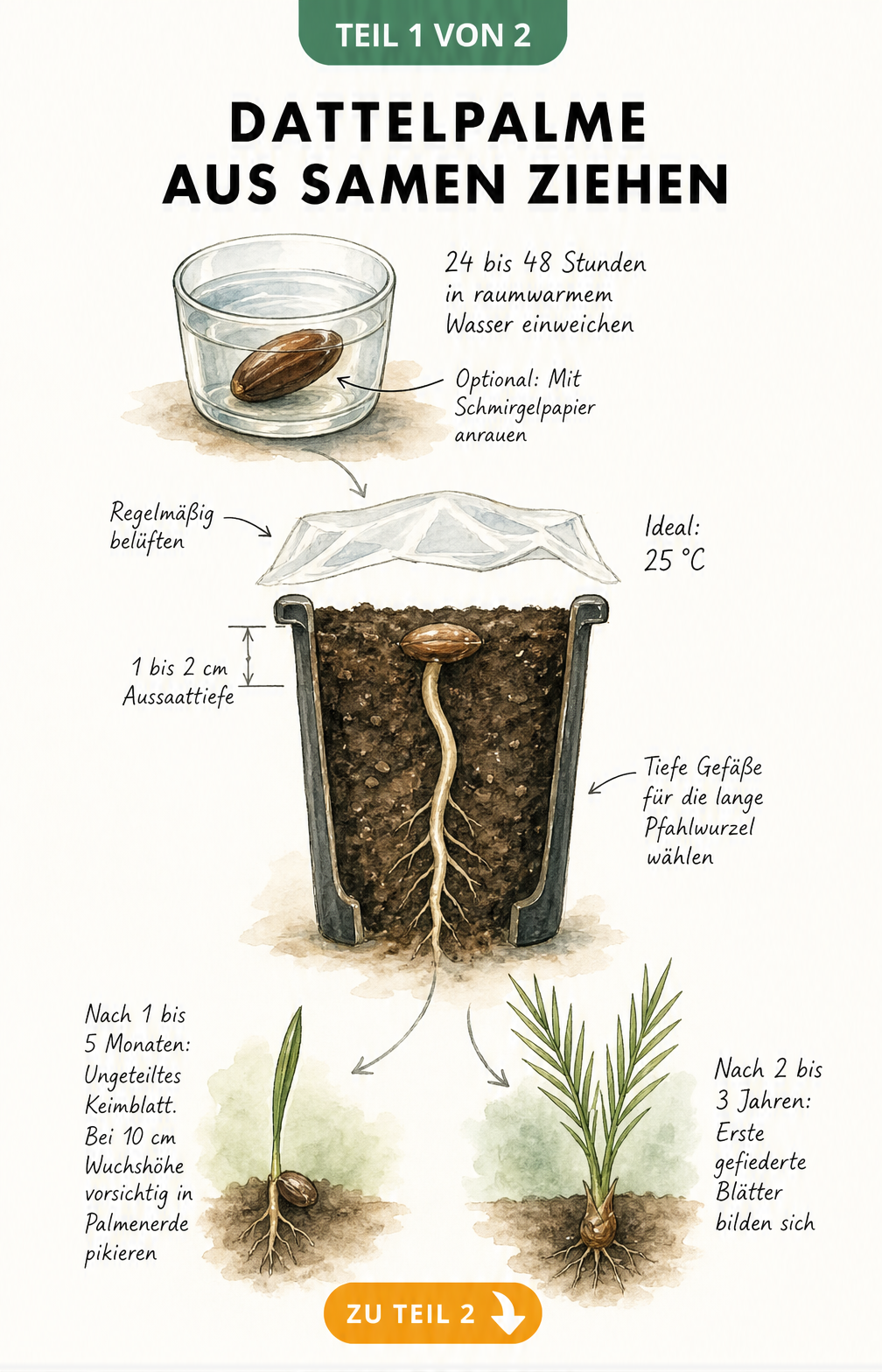 Illustration des Wachstums einer Dattelpalme aus einem Samen, vom Einweichen des Kerns bis zur Jungpflanze mit gefiederten Blättern.