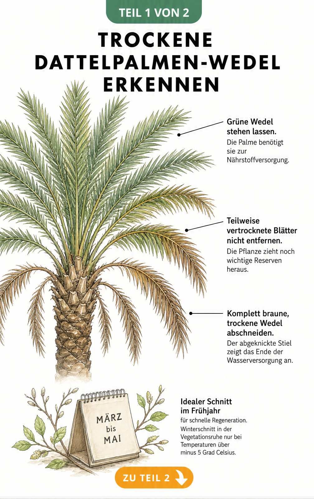 Illustration einer Dattelpalme mit grünen, teilweise vertrockneten und komplett braunen Wedeln zur Erkennung des Schnittzeitpunkts