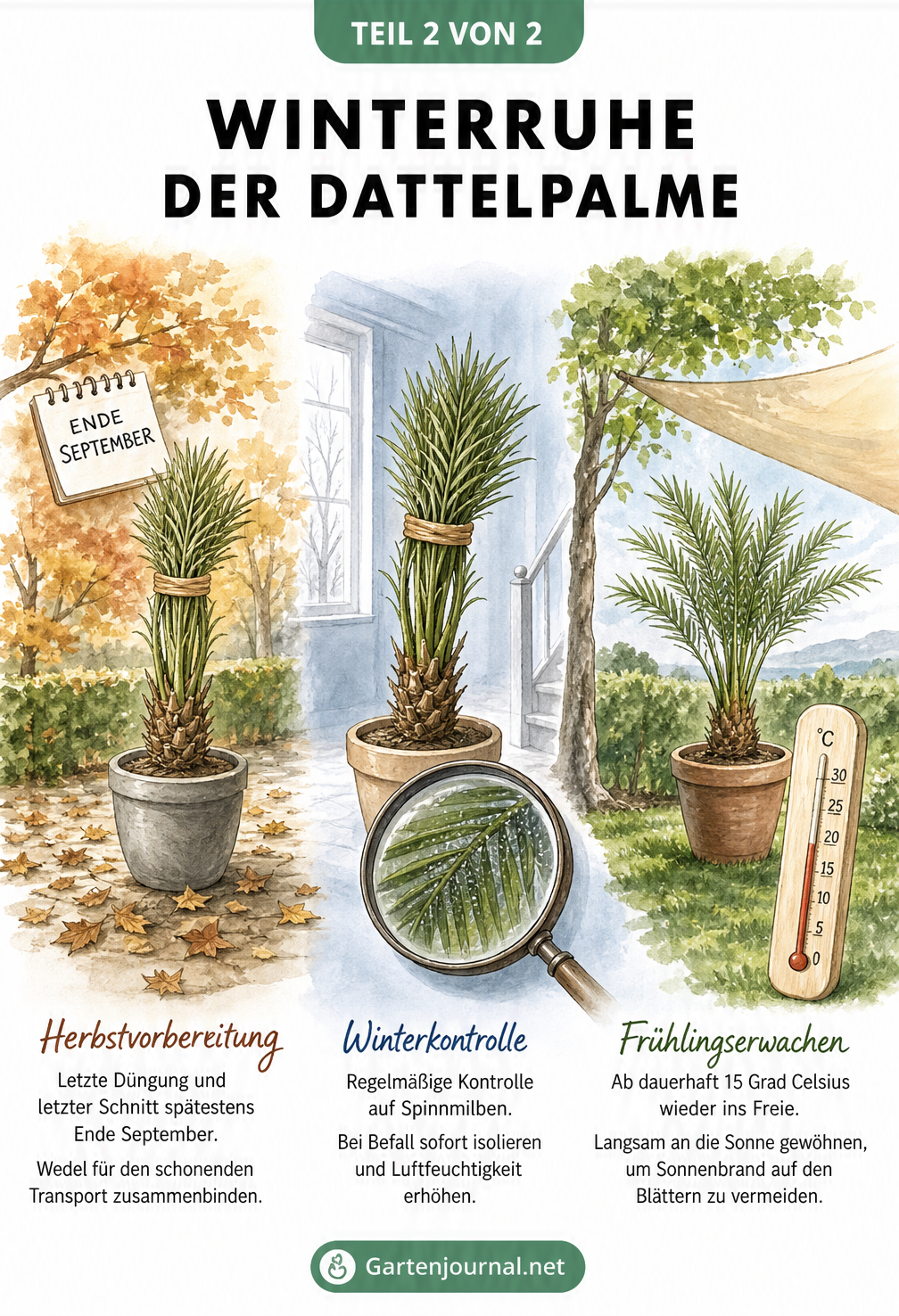 Zeitverlauf der Dattelpalmen-Winterruhe von der Herbstvorbereitung über die Winterkontrolle auf Spinnmilben bis zum Frühlingserwachen