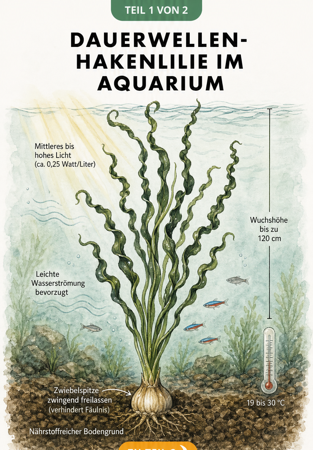 Botanische Illustration der Dauerwellen-Hakenlilie im Aquarium mit Zwiebel im Bodengrund und gekräuselten Blättern