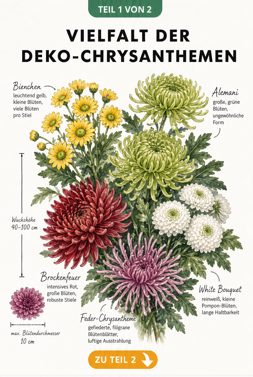 Botanische Illustration verschiedener Deko-Chrysanthemen-Sorten wie Bienchen, Alemani, Brockenfeuer und White Bouquet mit Wuchshöhe und Blütendurchmesser