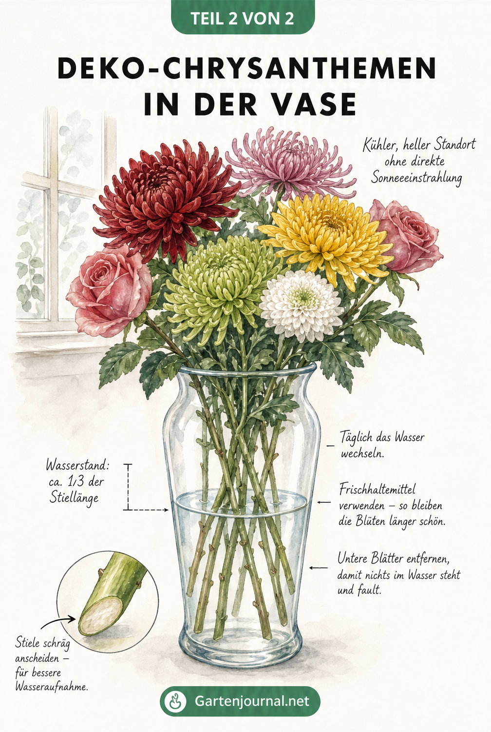 Schnittzeichnung einer Vase mit Deko-Chrysanthemen, die den optimalen Wasserstand, den schrägen Anschnitt und das Entfernen der unteren Blätter zeigt