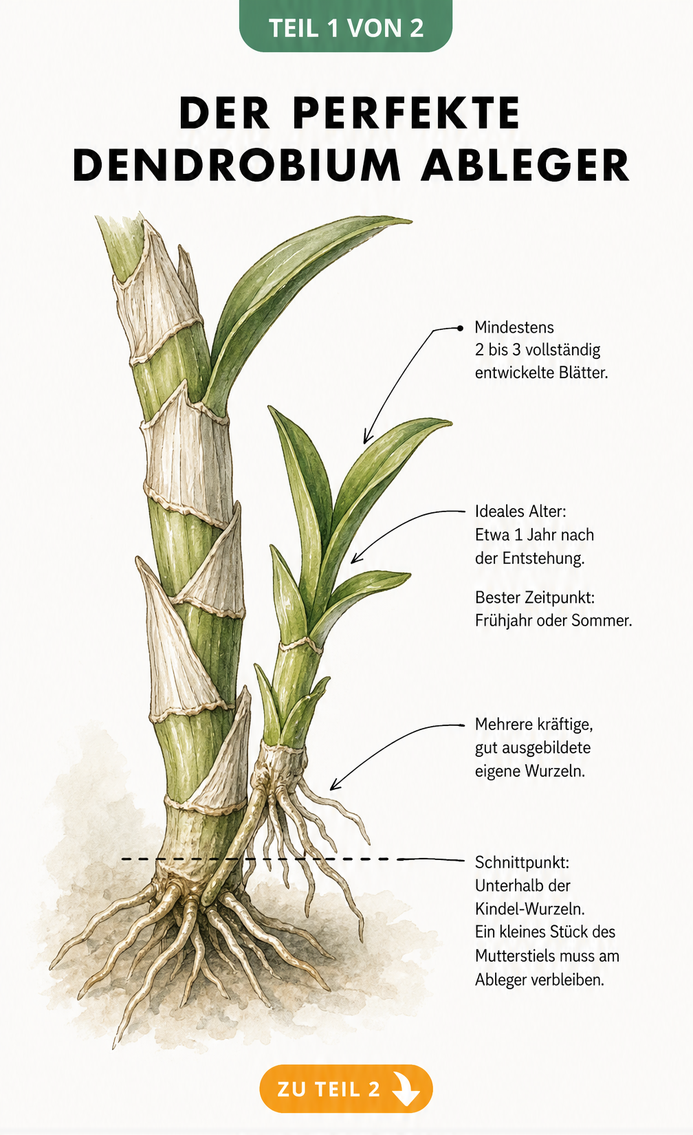 Botanische Illustration eines Dendrobium-Kindels an der Mutterpflanze mit Markierungen für Blätter, Wurzeln und Schnittpunkt