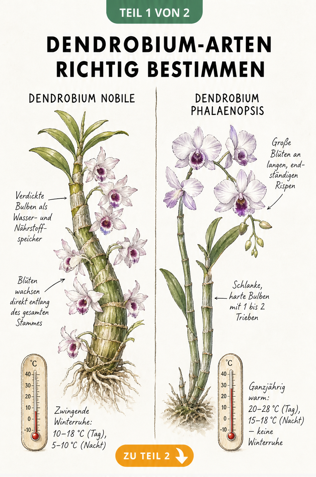 Botanische Illustration der Dendrobium nobile und Dendrobium phalaenopsis mit Merkmalen und Temperaturanforderungen