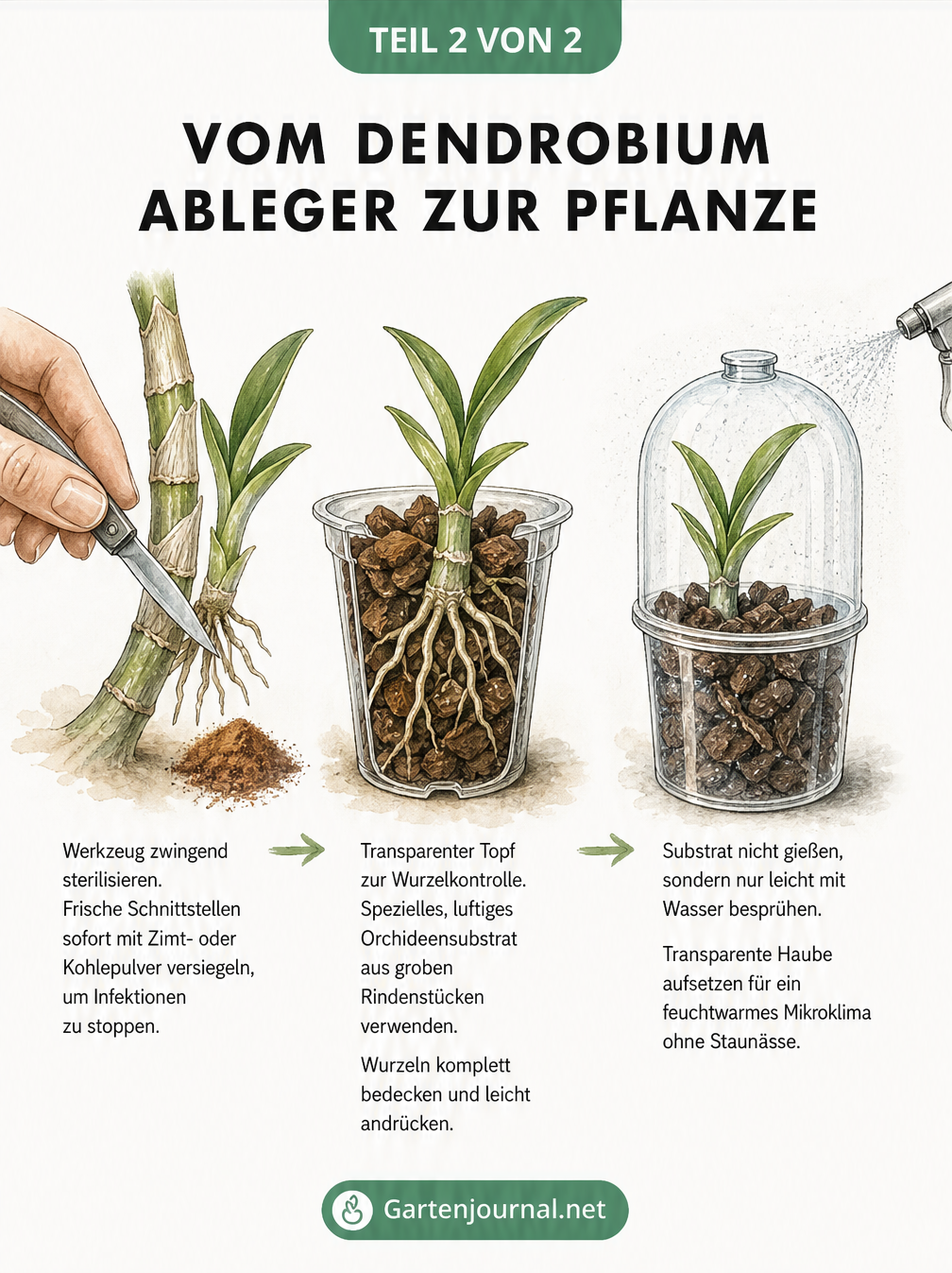 Drei Schritte zum Einpflanzen eines Dendrobium-Ablegers: Schnittstelle versiegeln, in Orchideensubstrat topfen und Mikroklima schaffen