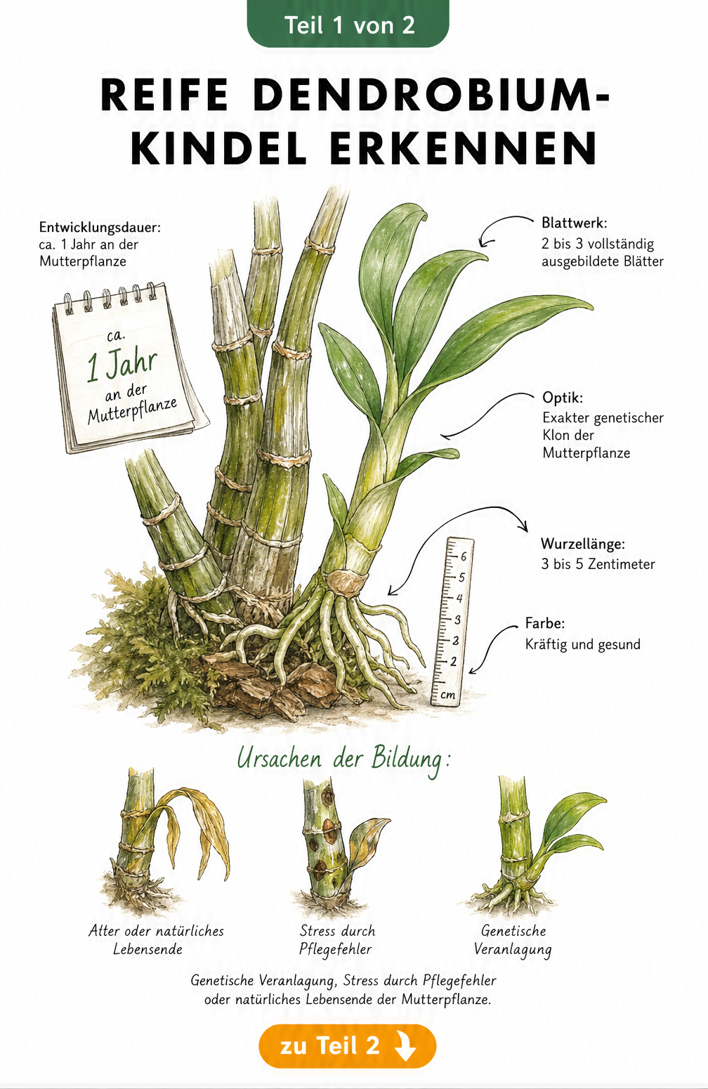 Botanische Illustration eines reifen Dendrobium-Kindels an der Mutterpflanze mit Kriterien für die Erntereife