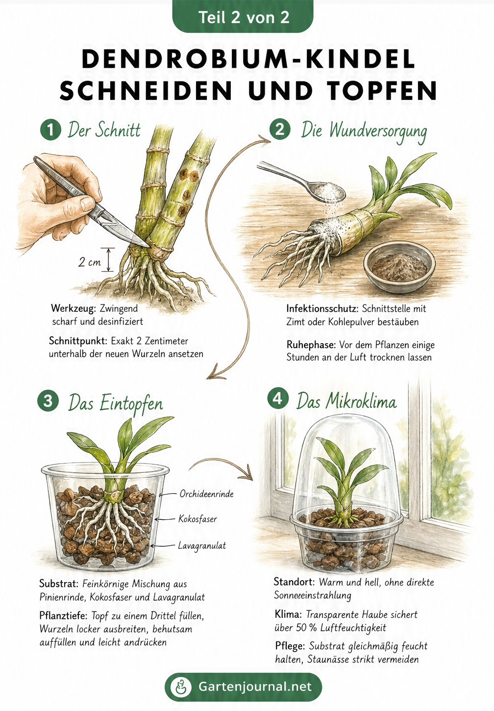 Schritt-für-Schritt-Anleitung zum Schneiden, Eintopfen und Pflegen eines Dendrobium-Kindels