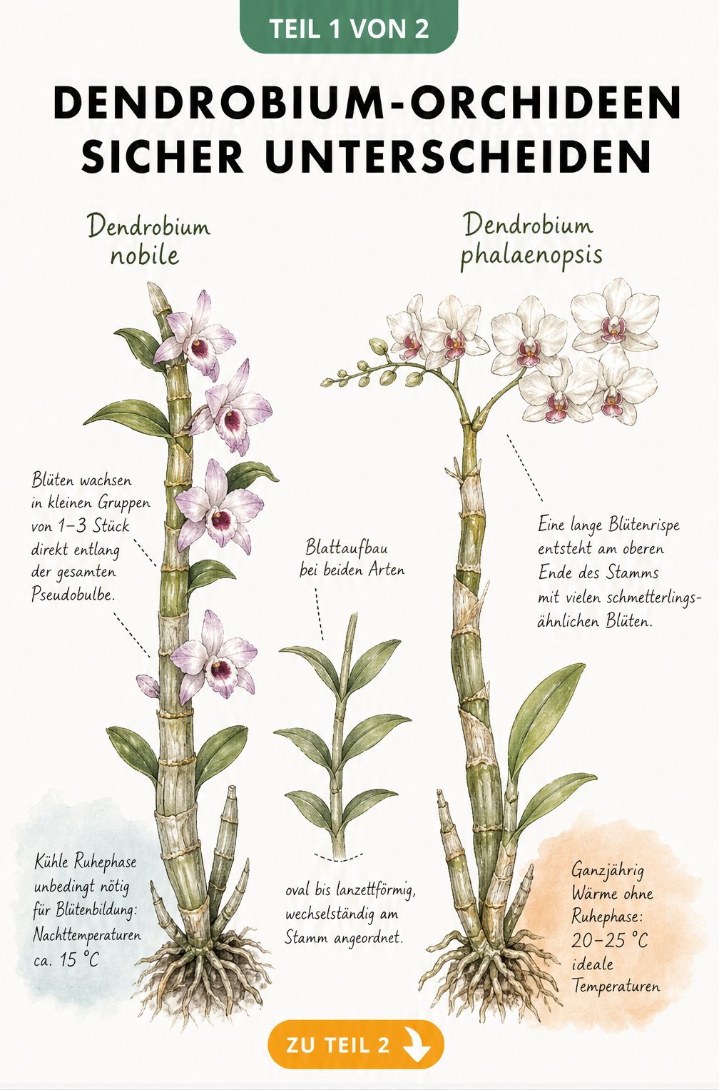 Botanische Illustration der Dendrobium nobile und Dendrobium phalaenopsis im direkten Vergleich mit Hinweisen zu Blütenbildung und Temperatur.